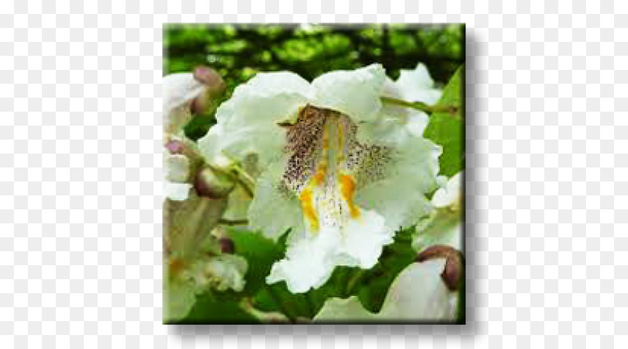 Sul Catalpa，Broadleaved árvore PNG