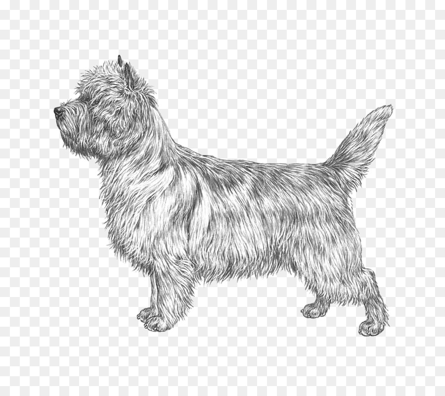 Cachorro Branco，Cachorro PNG