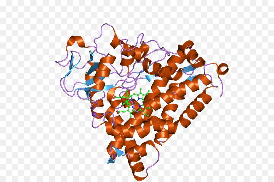 Estrutura Proteica，Biologia PNG