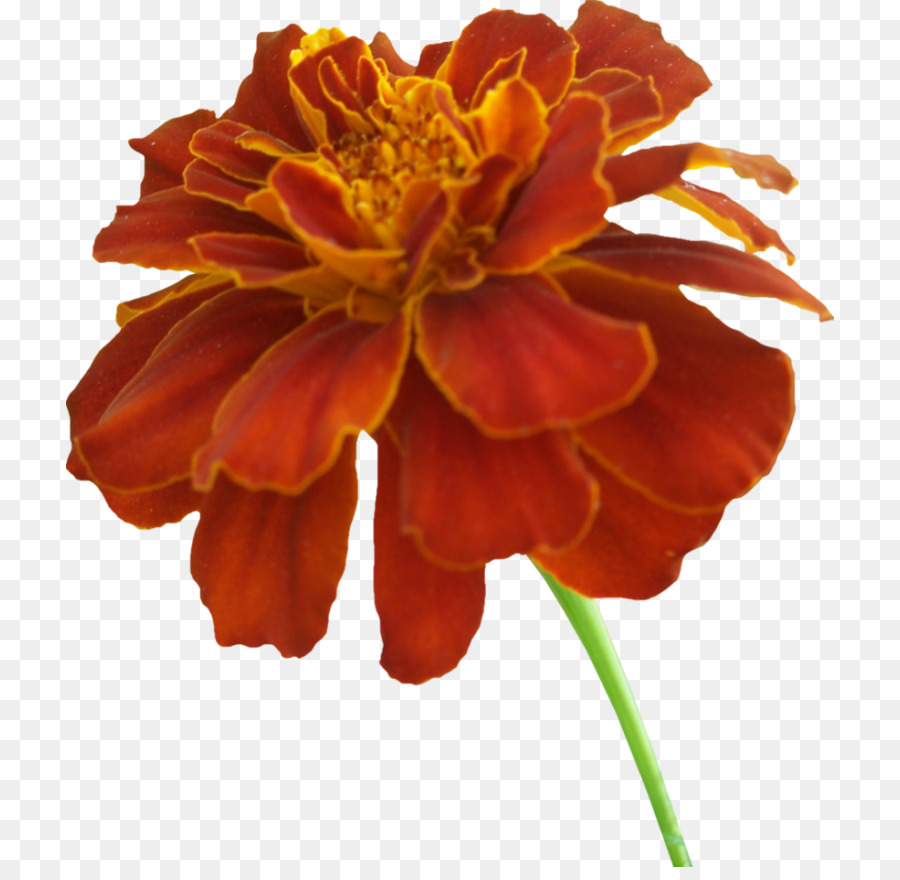 Mexicano Marigold，Adesivo PNG