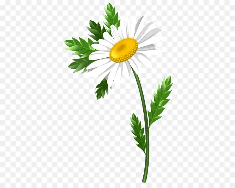 Comum Daisy，Oxeye Daisy PNG