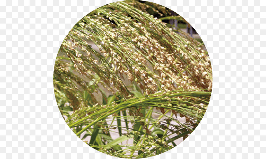 Sweet Grass，Mercadoria PNG