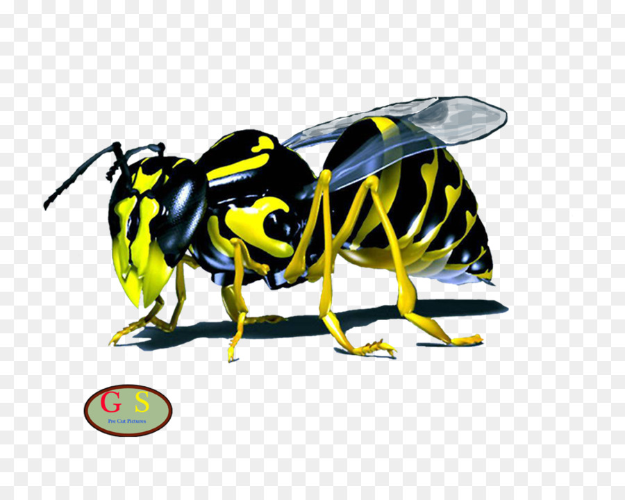 Abelha，Wasp PNG