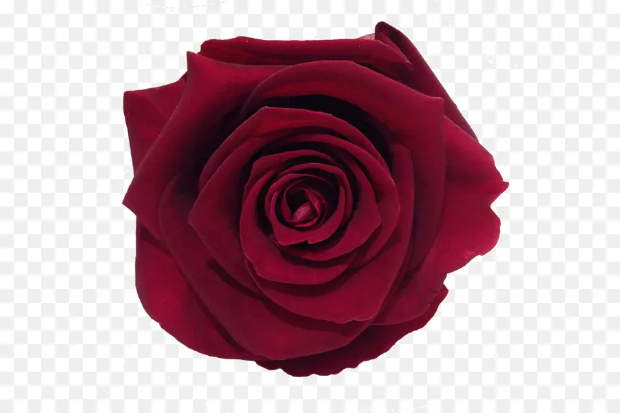 Rosa Roxa，Florescer PNG