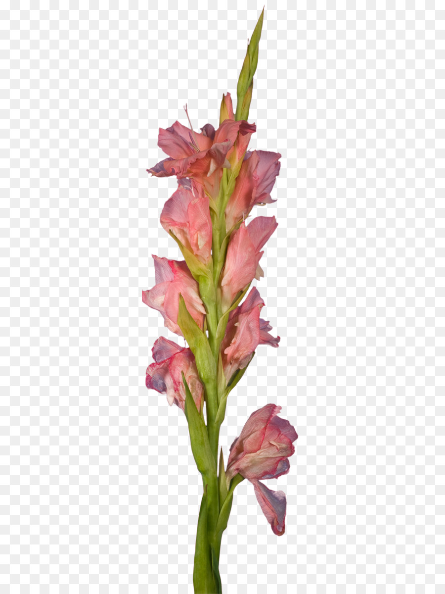 Gladíolo Rosa，Florescer PNG