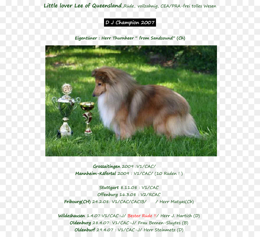 Rough Collie，Shetland Sheepdog PNG