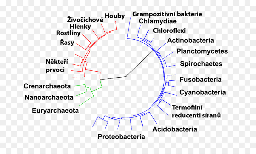 Bactérias，Archaeans PNG
