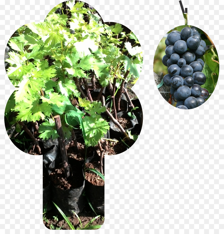 Uva，Vinho PNG