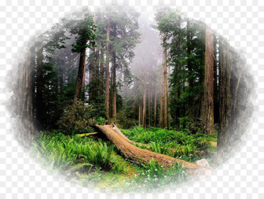 Redwood Parques Nacionais E Estaduais，Sequoia National Park PNG