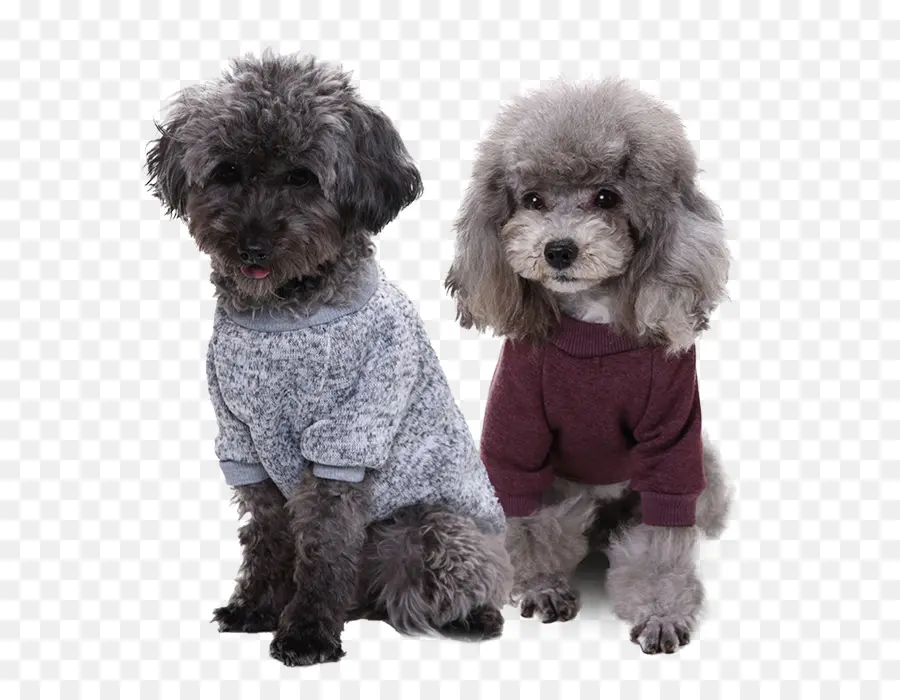 Dois Poodles，Cães PNG