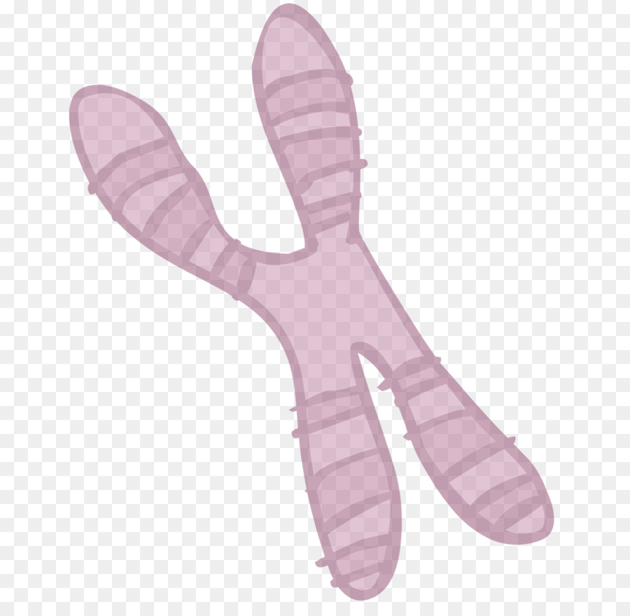 Drawing，Chromosome PNG