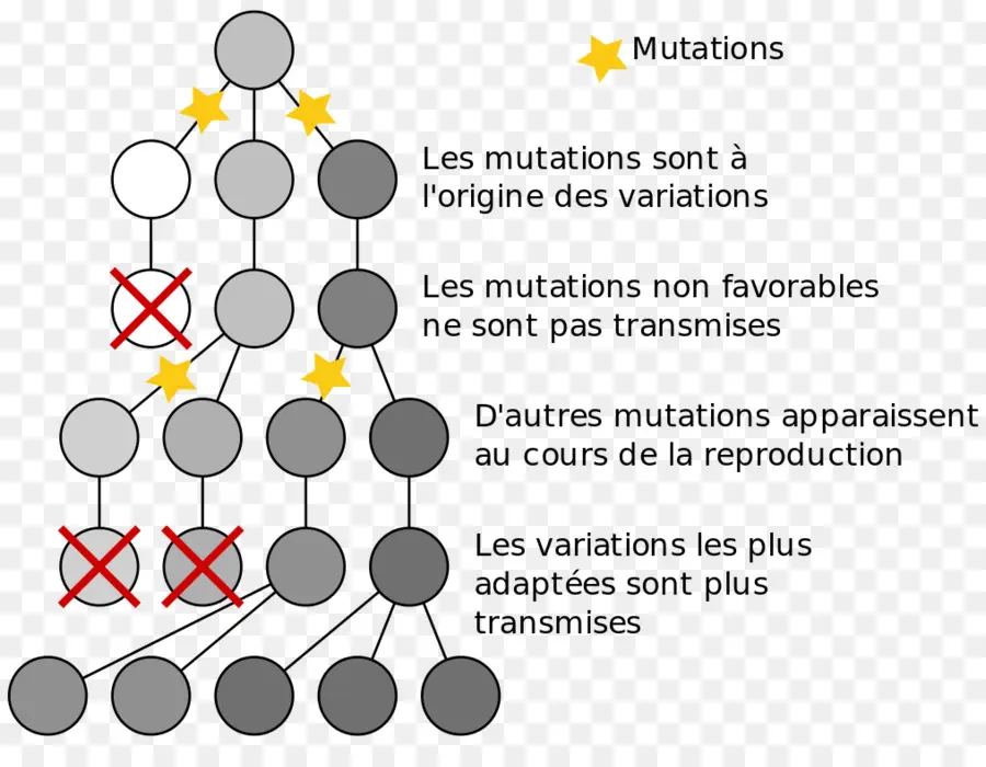 Diagrama De Mutação，Mutações PNG