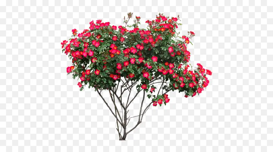 Rosa Bush，Vermelho PNG