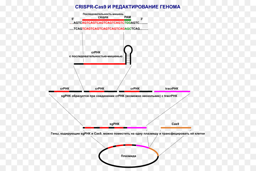 Crispr，Cas9 PNG