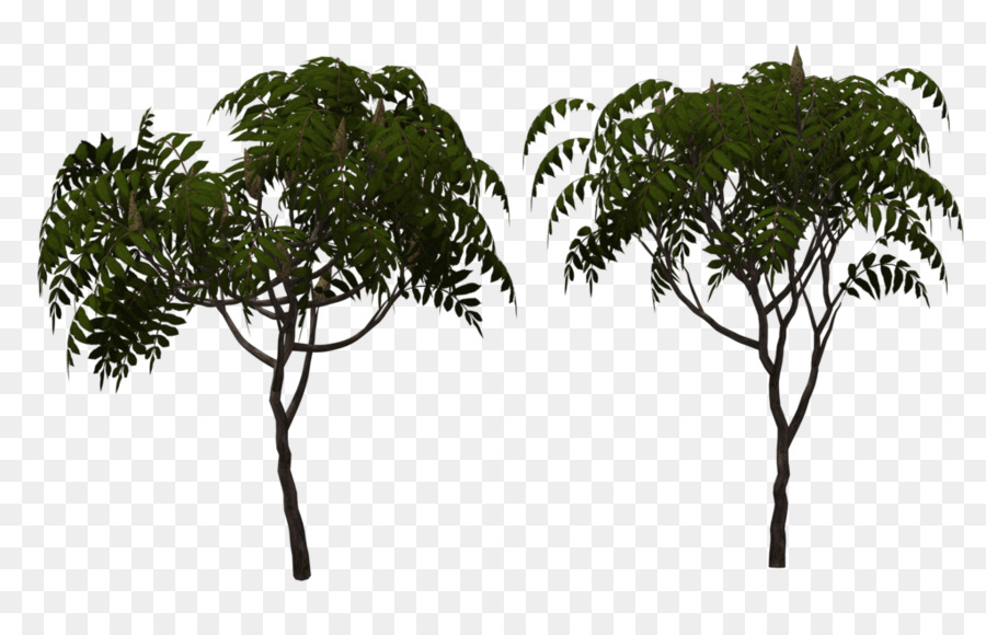 Arecaceae，Folha PNG