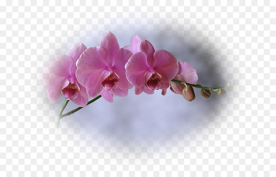 Orquídeas Rosa，Florescer PNG