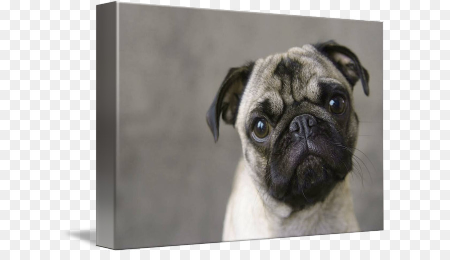 Pug，Filhote De Cachorro PNG