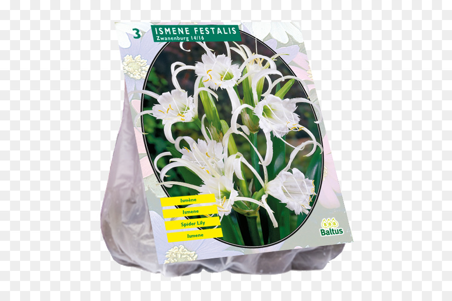 Tuberosa，Lâmpada PNG