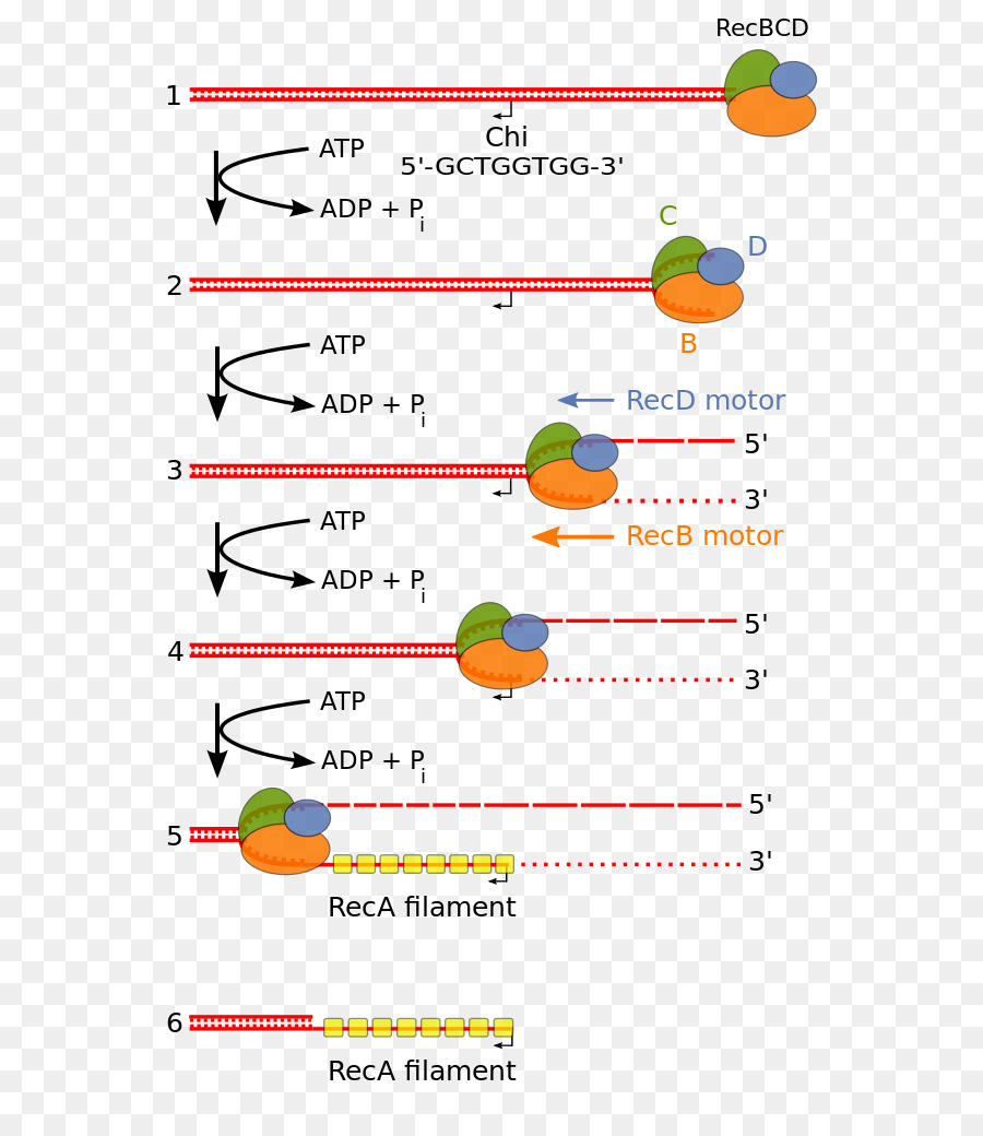 Exonuclease，Endonuclease PNG