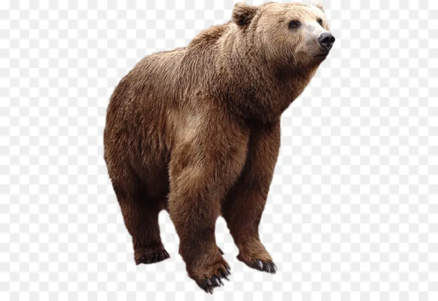 Urso Pardo，Urso PNG