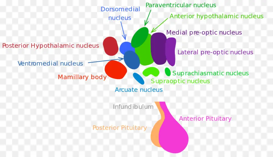 Hipotálamo，Núcleo Arqueado PNG