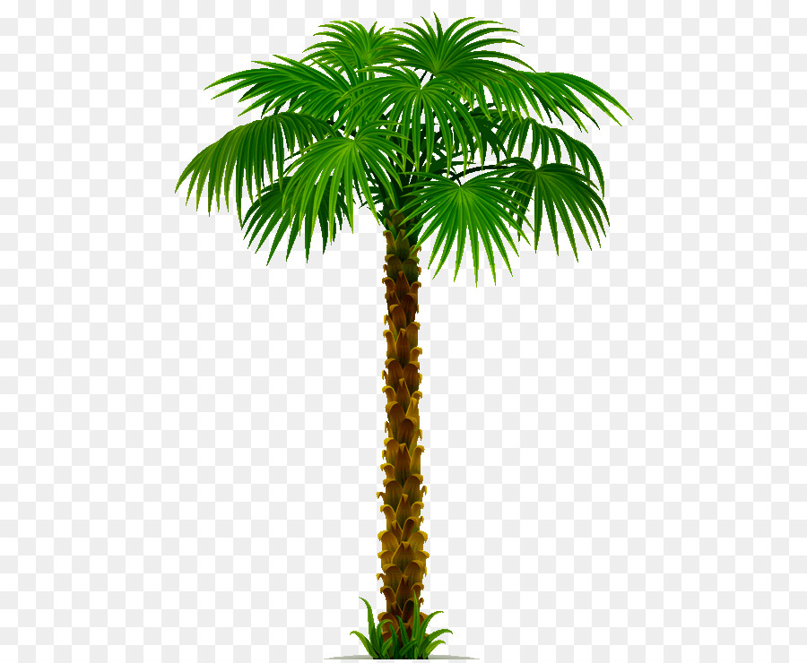 Arecaceae，árvore PNG