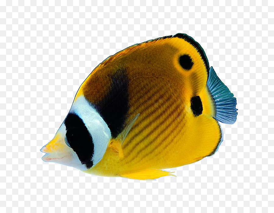 Peixe Amarelo，Tropical PNG