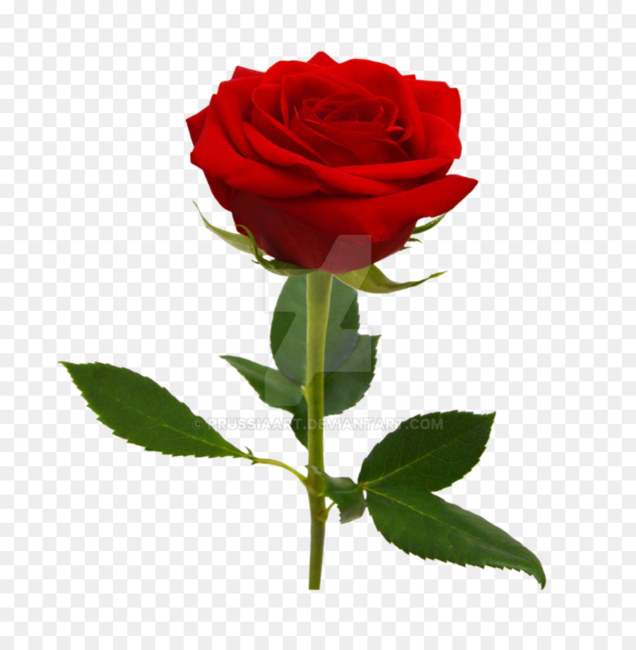 Rosa，Vermelho PNG