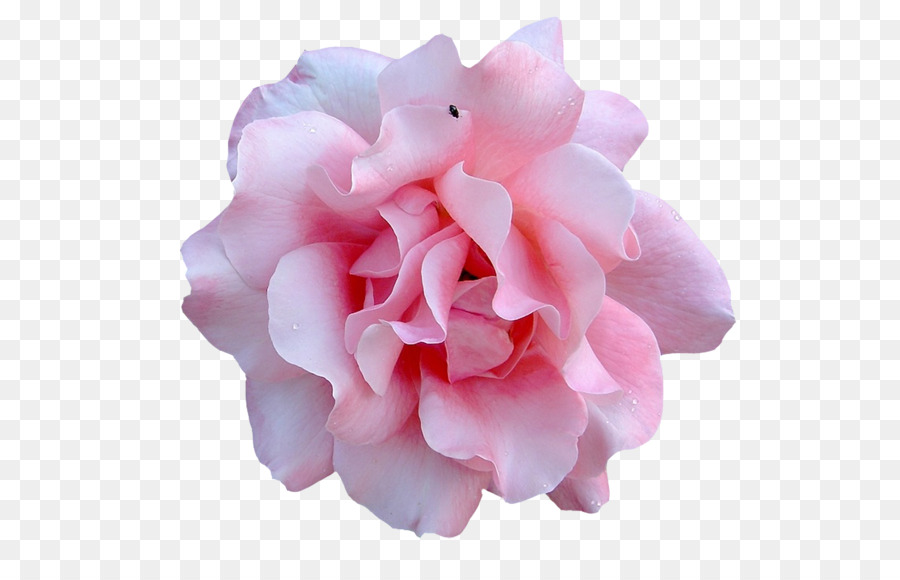 Rosa，Florescer PNG