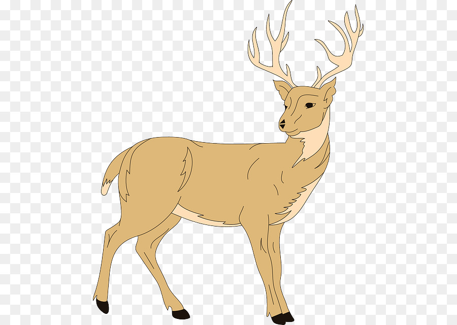 Veado，Whitetailed Veado PNG