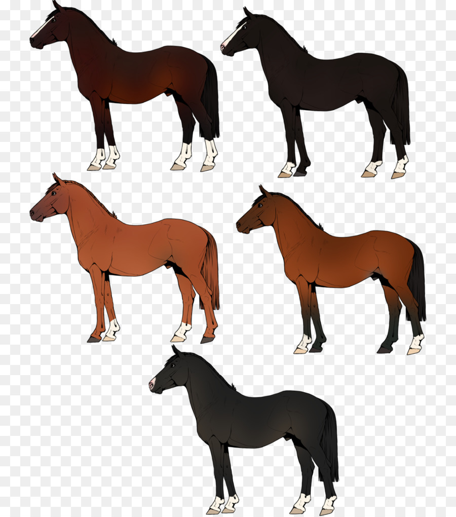 Cavalos，Cavalo PNG