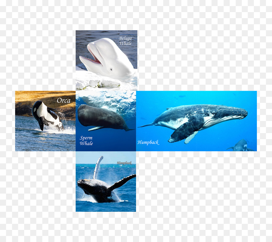Wholphin，Baleias E Golfinhos De Aotearoa Nova Zelândia PNG