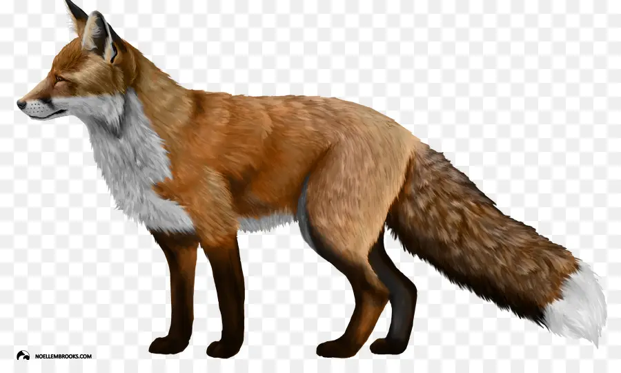 Domesticados Raposa Vermelha，Silver Fox PNG