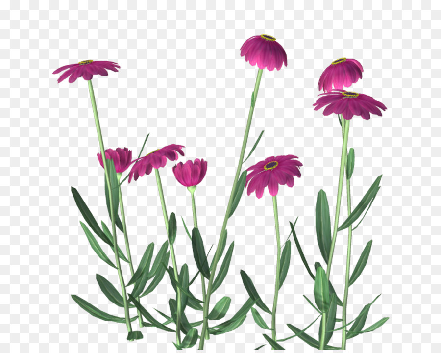 Flor Rosa，Florescer PNG