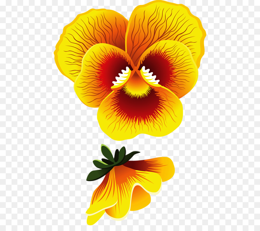 Pansy，Comum De Hibisco PNG