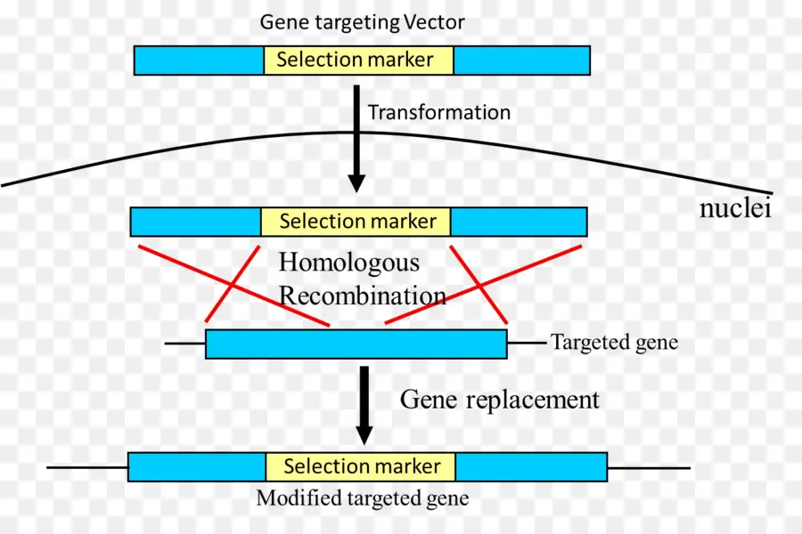 Esquemático，Genes De Segmentação PNG