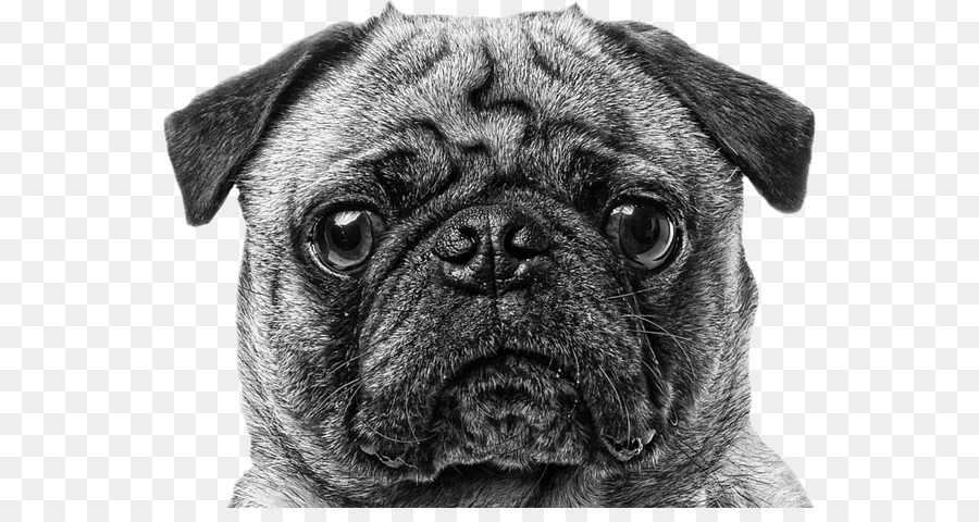 Pug，Cachorro PNG