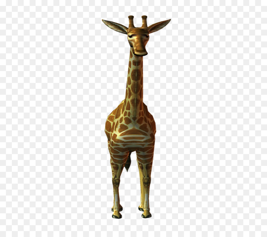 Girafas，Animais Selvagens PNG