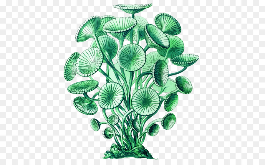 Planta Verde，Botânico PNG