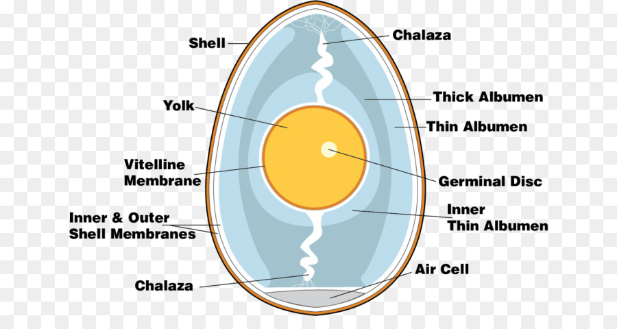 Frango Ovo Anatomia Png Transparente Gr Tis