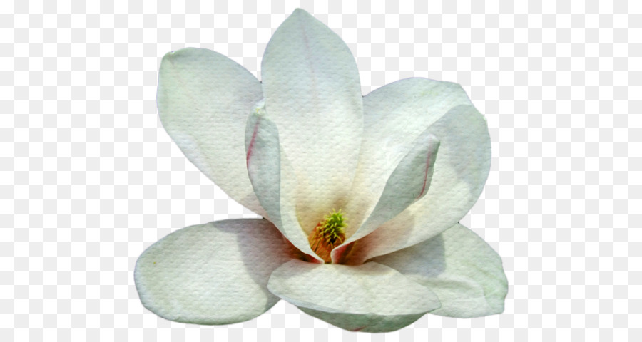 Flor Branca，Florescer PNG