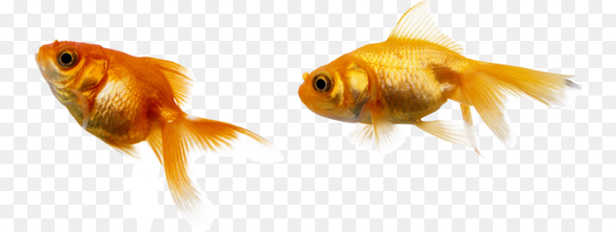 Peixinho Dourado，Peixe PNG