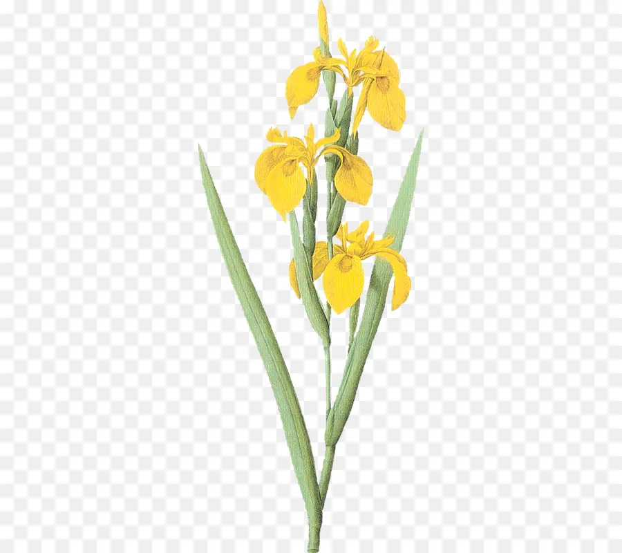 Iris Variegata，Iris Pseudacorus PNG