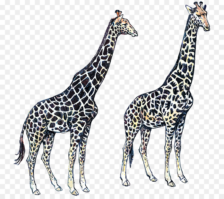 Girafa，Alto PNG