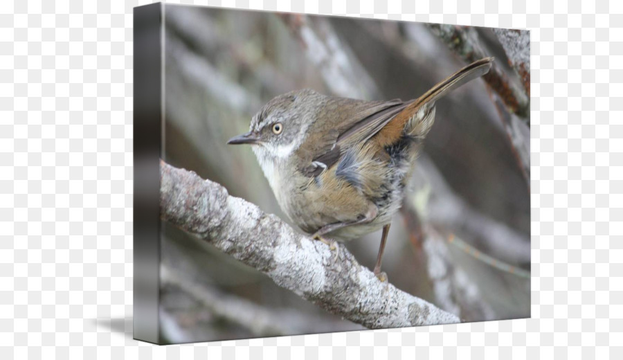 Brambling，Casa Do Pardal PNG