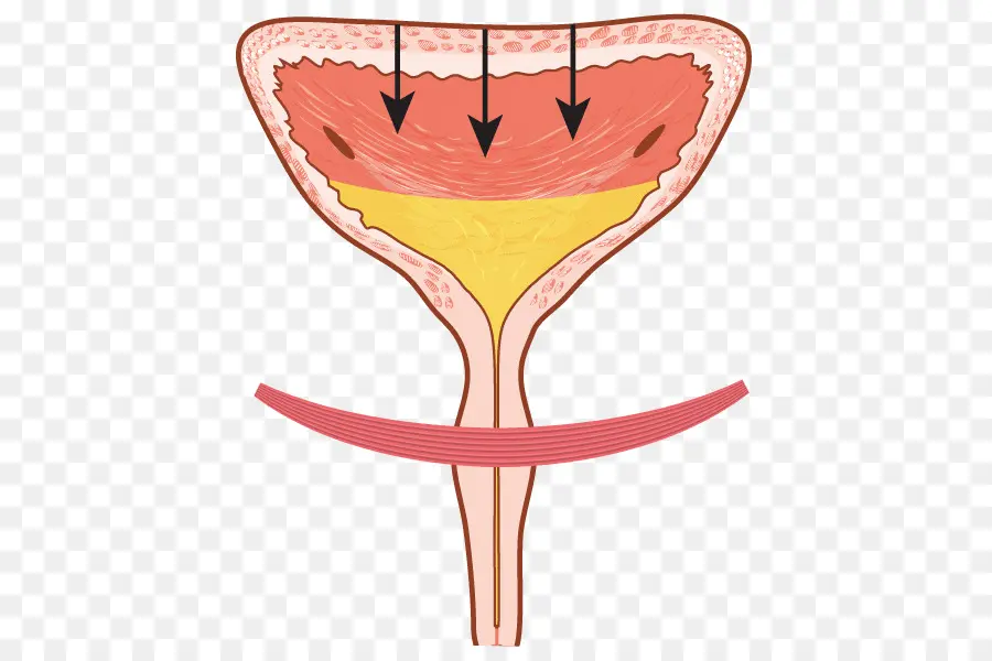 Diagrama Da Bexiga，Anatomia PNG