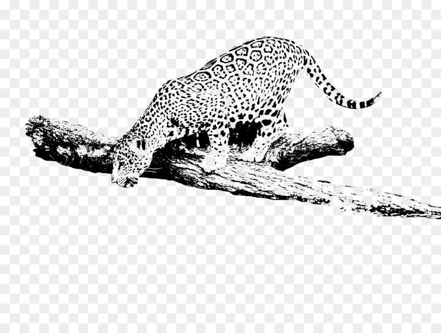 Leopard，Carros Jaguar PNG