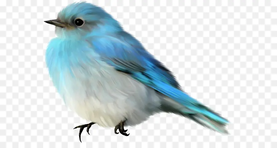 Aves，Tentilhões PNG