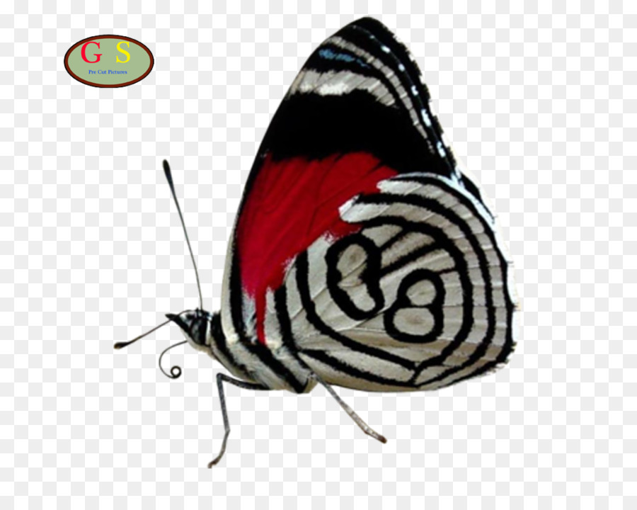 Borboleta，Cramer Eightyeight PNG