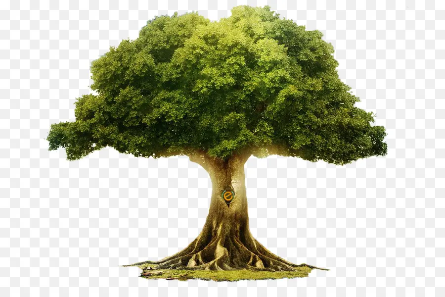 árvore，árvore Da Vida PNG